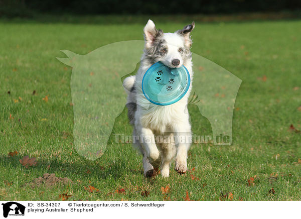 spielender Australian Shepherd / playing Australian Shepherd / SS-34307