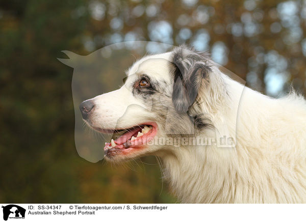 Australian Shepherd Portrait / Australian Shepherd Portrait / SS-34347