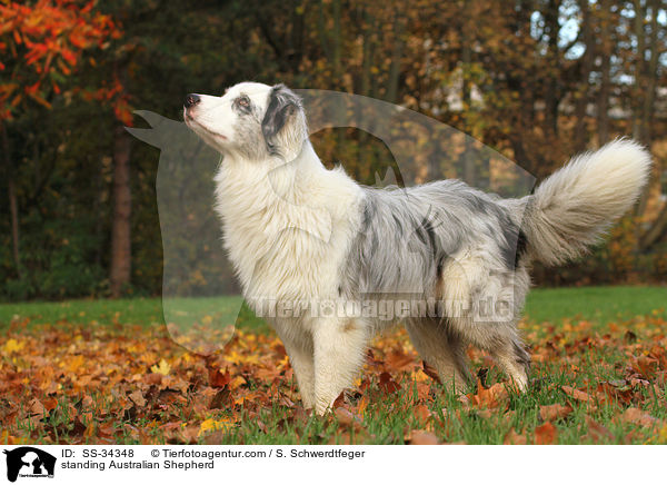 stehender Australian Shepherd / standing Australian Shepherd / SS-34348