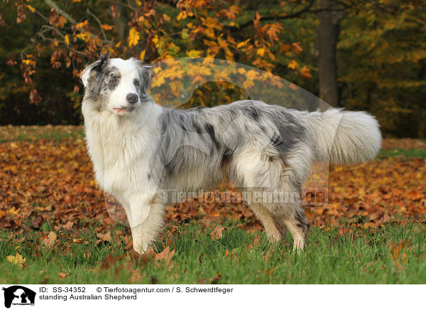 stehender Australian Shepherd / standing Australian Shepherd / SS-34352