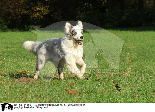 spielender Australian Shepherd / playing Australian Shepherd / SS-34358