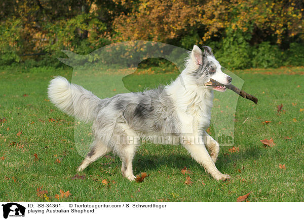 spielender Australian Shepherd / playing Australian Shepherd / SS-34361