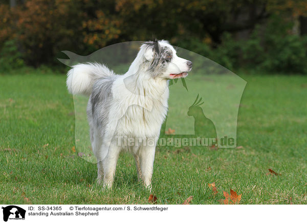 stehender Australian Shepherd / standing Australian Shepherd / SS-34365