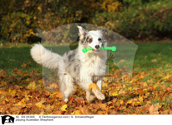 spielender Australian Shepherd / playing Australian Shepherd / SS-34369