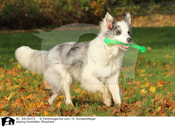 spielender Australian Shepherd / playing Australian Shepherd / SS-34372