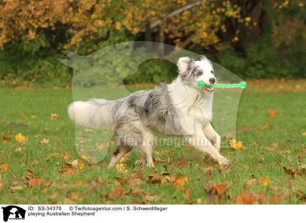 spielender Australian Shepherd / playing Australian Shepherd / SS-34376