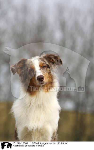 Australian Shepherd Portrait / Australian Shepherd Portrait / KL-12301