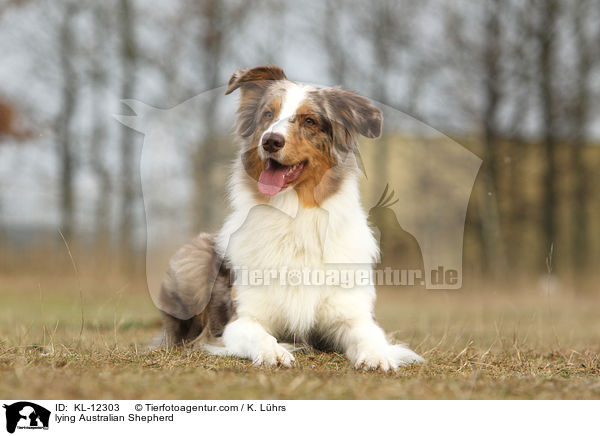 liegender Australian Shepherd / lying Australian Shepherd / KL-12303