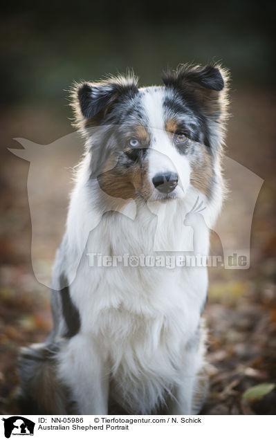 Australian Shepherd Kopf / Australian Shepherd Portrait / NN-05986