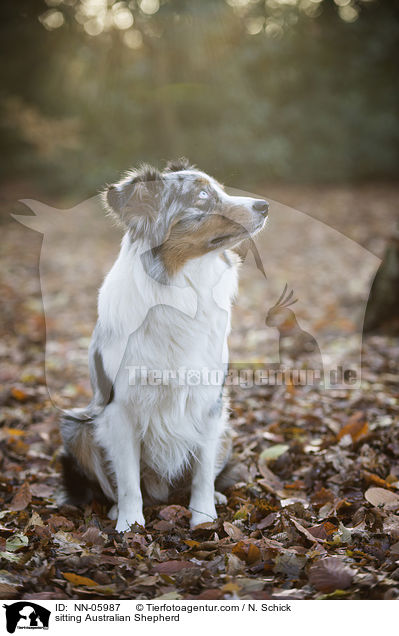 sitzender Australian Shepherd / sitting Australian Shepherd / NN-05987