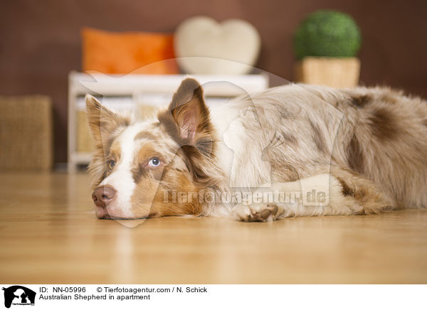 Australian Shepherd in Wohnung / Australian Shepherd in apartment / NN-05996