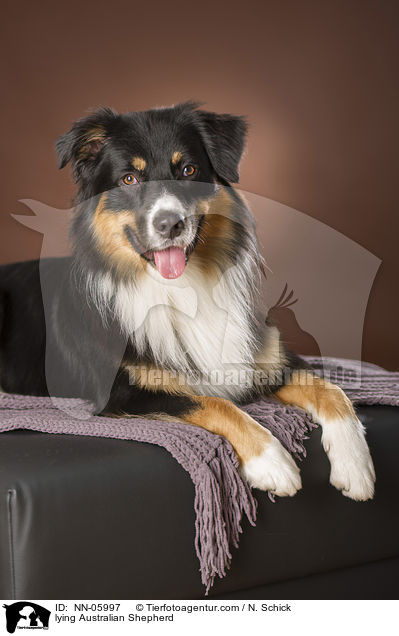 liegender Australian Shepherd / lying Australian Shepherd / NN-05997