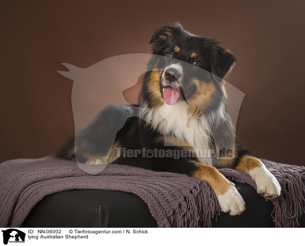 liegender Australian Shepherd / lying Australian Shepherd / NN-06002