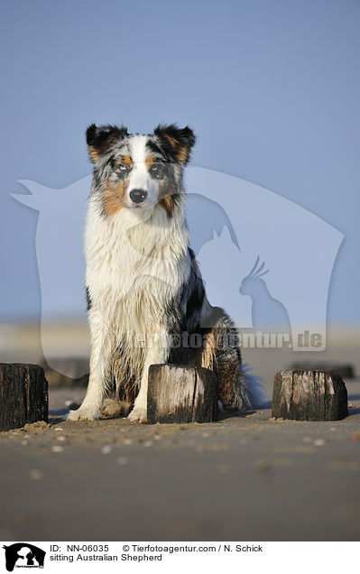 sitzender Australian Shepherd / sitting Australian Shepherd / NN-06035