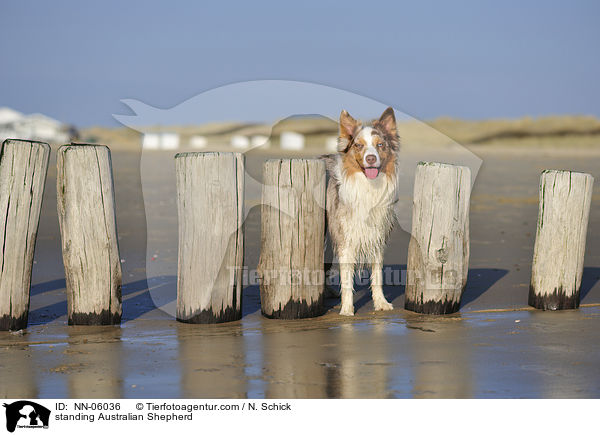 stehender Australian Shepherd / standing Australian Shepherd / NN-06036