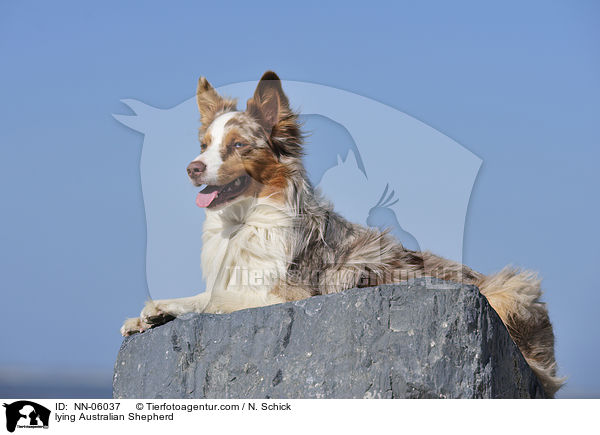 liegender Australian Shepherd / lying Australian Shepherd / NN-06037