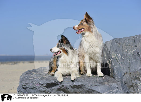 2 Australian Shepherds / 2 Australian Shepherds / NN-06038