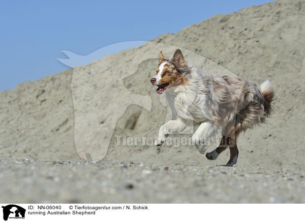 rennender Australian Shepherd / running Australian Shepherd / NN-06040