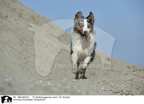 rennender Australian Shepherd / running Australian Shepherd / NN-06043