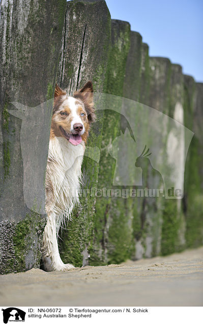 sitzender Australian Shepherd / sitting Australian Shepherd / NN-06072