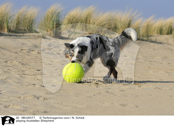 spielender Australian Shepherd / playing Australian Shepherd / NN-06077