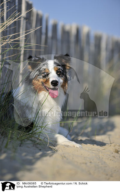 liegender Australian Shepherd / lying Australian Shepherd / NN-06085