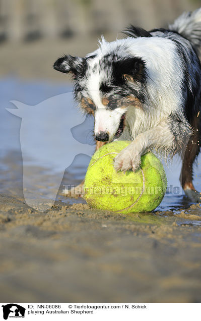 spielender Australian Shepherd / playing Australian Shepherd / NN-06086