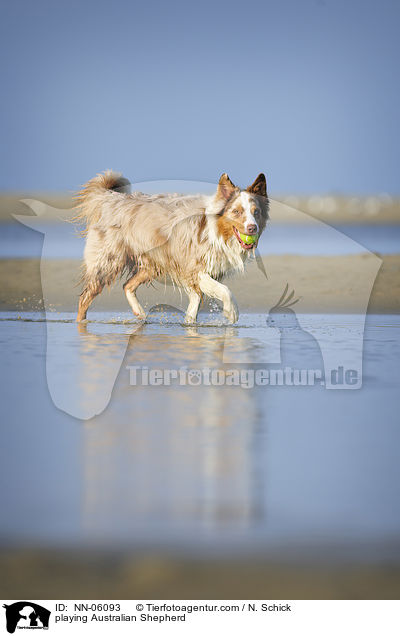 spielender Australian Shepherd / playing Australian Shepherd / NN-06093