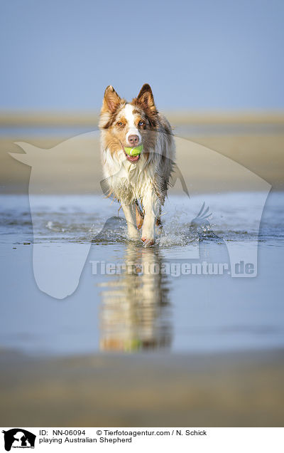 spielender Australian Shepherd / playing Australian Shepherd / NN-06094