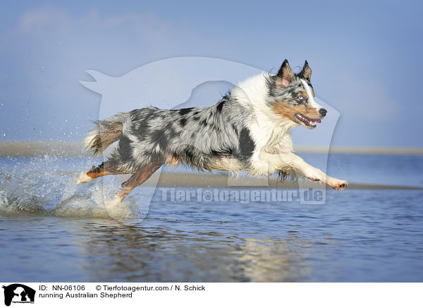 rennender Australian Shepherd / running Australian Shepherd / NN-06106