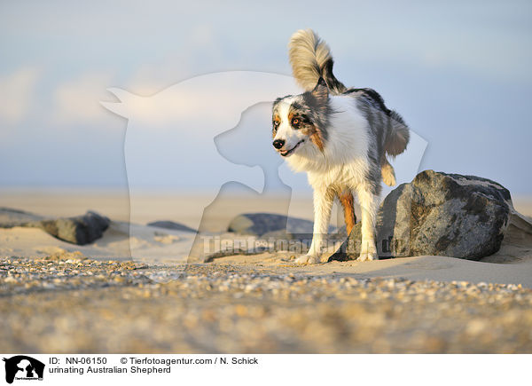 Australian Shepherd markiert Stein / urinating Australian Shepherd / NN-06150