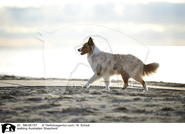 laufender Australian Shepherd / walking Australian Shepherd / NN-06157