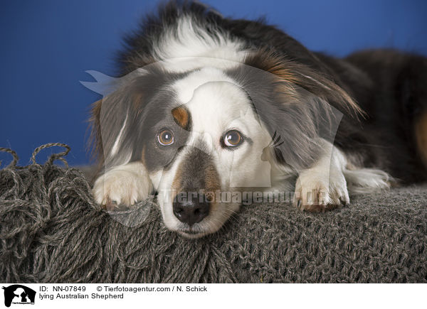 liegender Australian Shepherd / lying Australian Shepherd / NN-07849