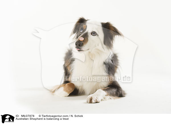 Australian Shepherd balanciert Leckerli / Australian Shepherd is balancing a treat / NN-07878