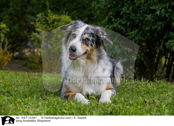 liegender Australian Shepherd / lying Australian Shepherd / SST-13391