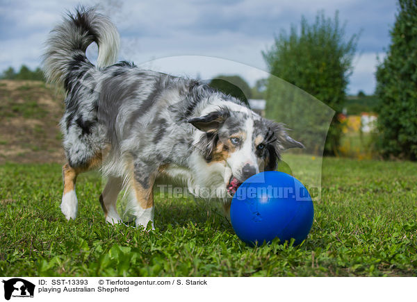 spielender Australian Shepherd / playing Australian Shepherd / SST-13393