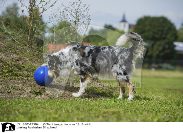 spielender Australian Shepherd / playing Australian Shepherd / SST-13394