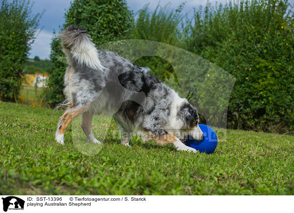 spielender Australian Shepherd / playing Australian Shepherd / SST-13396