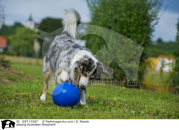 spielender Australian Shepherd / playing Australian Shepherd / SST-13397