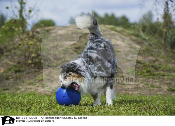 spielender Australian Shepherd / playing Australian Shepherd / SST-13398