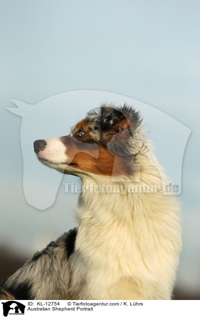 Australian Shepherd Portrait / Australian Shepherd Portrait / KL-12754