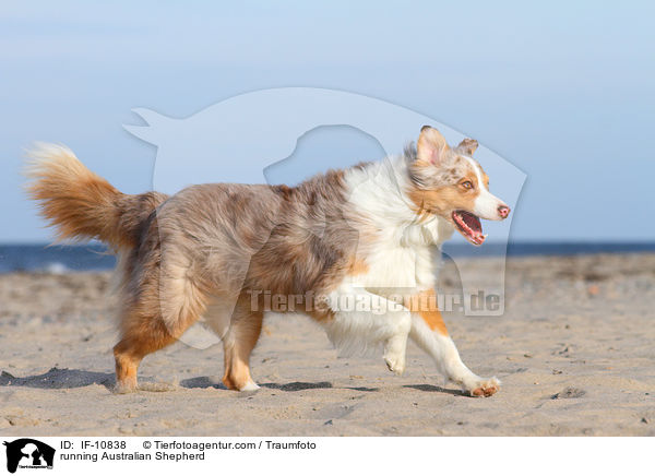 rennender Australian Shepherd / running Australian Shepherd / IF-10838