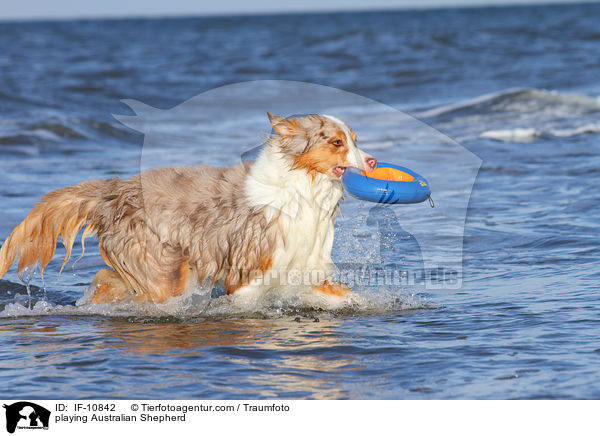 spielender Australian Shepherd / playing Australian Shepherd / IF-10842