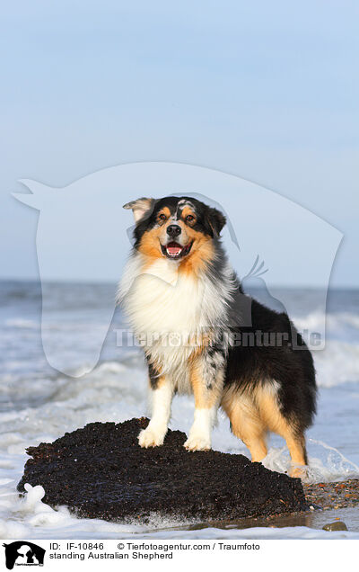 stehender Australian Shepherd / standing Australian Shepherd / IF-10846