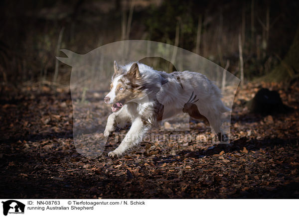 rennender Australian Shepherd / running Australian Shepherd / NN-08763