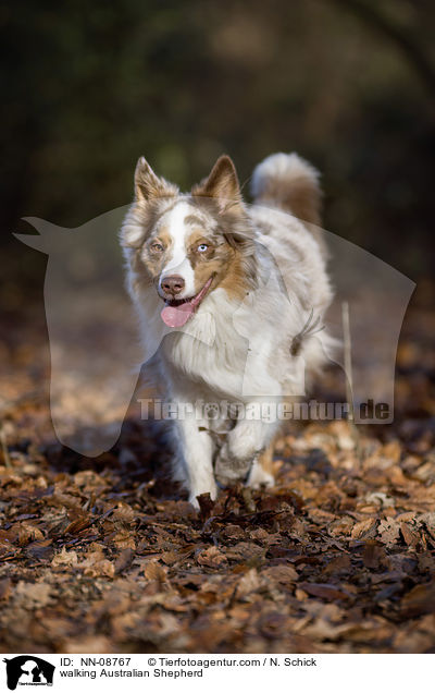 laufender Australian Shepherd / walking Australian Shepherd / NN-08767