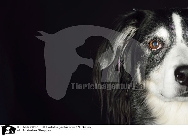 old Australian Shepherd / NN-08817