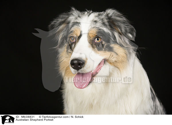 Australian Shepherd Portrait / Australian Shepherd Portrait / NN-08831