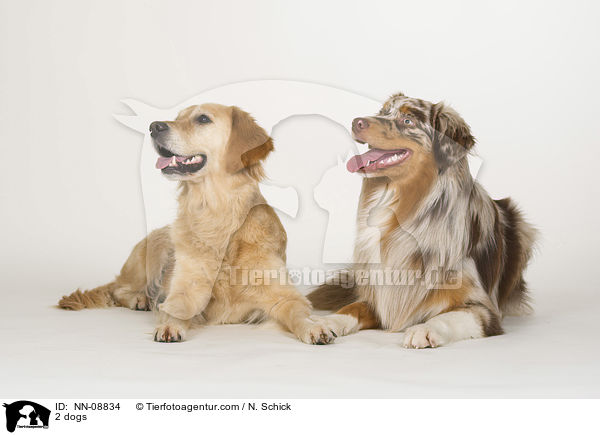 2 Hunde / 2 dogs / NN-08834