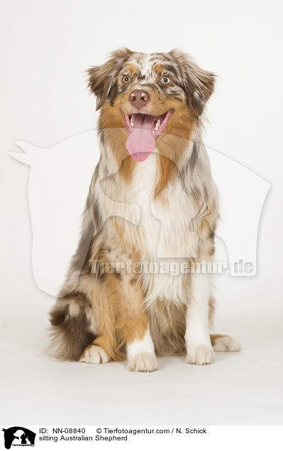 sitzender Australian Shepherd / sitting Australian Shepherd / NN-08840